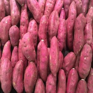 Nouvelle saison, pommes de terre jaunes fraîches, export professionnel, grossiste en pommes de terre, pommes de terre fraîches - Product Image 6