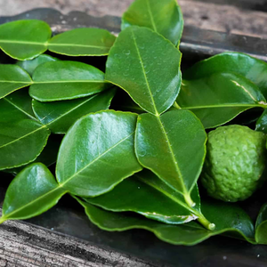 Premium Dry Kaffir Lime Leaves Vietnam Exportación a granel para cocinar - Product Image 2