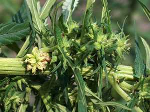 Fornitore di Semi di Canapa Industriale Biologica Non OGM Naturali Essiccati Grado J Yuma Han per Ricerca Agricola Produzione di Olio Germinazione - Product Image 4