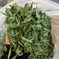 Feuilles de stévia séchées du Vietnam, qualité thé aux herbes, en vrac pour l'exportation