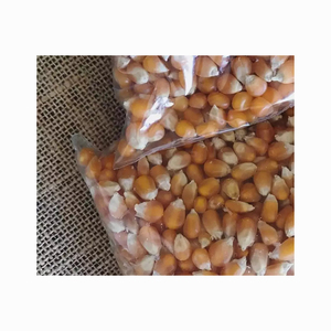 Chất lượng cao khô bướm bỏng ngô hạt từ Brazil Gourmet Ngô Ngô để bán - Product Image 5