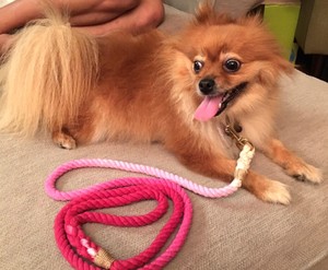 Laisse pour chien ombrée-Laisse de marche pour chien en coton durable et solide - Product Image 1