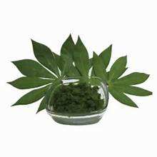 MASE DE HOJAS DE YUCA CONGELADAS ETIQUETA LIMPIA PURA APOYO INMUNE A BASE DE PLANTAS SUPERALIMENTO - Product Image 6