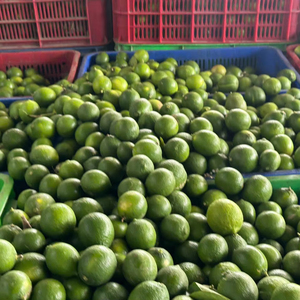 มะนาวไร้เมล็ดสดระดับพรีเมี่ยมจากเวียดนามผู้ขายที่ดีที่สุดบน Alibaba พร้อมจำหน่ายตลอดทั้งปีได้รับการรับรองคุณภาพและราคาที่แข่งขันได้ - Product Image 1