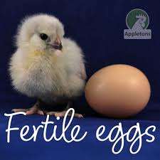 ไข่ไก่สดนำเข้า ไข่ฟัก ไข่ไก่กลม ราคาประหยัด ขาย - Product Image 6