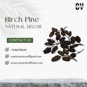 Pino y Abedul Orgánico de Alta Calidad al por Mayor para Graduación, Halloween y Día del Padre, Popurrí, Eventos de Bricolaje y Decoración con Flores Secas 2026 - Product Image 2