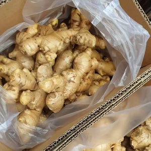 Venta al por mayor de jengibre fresco Premium de Vietnam Calidad de exportación Suministro al mejor precio - Product Image 1
