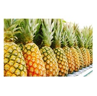 Ananas frais et sucrés de qualité export disponible