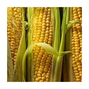 ขายข้าวโพดเหลือง Gmo ขายส่ง ผู้ผลิตสูงใหม่ วัสดุที่ดีที่สุด ด้วยอัตราราราคาถูก - Product Image 5