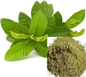 Hot Selling feuilles de goyave séchées pour l'exportation - Product Image 6