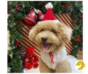 Ensemble de tenues pour animaux de compagnie de Noël confortable tricoté chapeau de Père Noël renne écharpe col bavoir cache-cou Style de vacances pour chats et chiens - Product Image 4