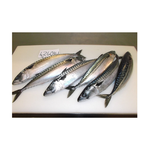 Pescado caballa española entera congelada, muy vendida, a un precio muy económico - Product Image 6
