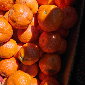 Nueva cosecha de frutas frescas naturales Naartjies a la venta - Product Image 1