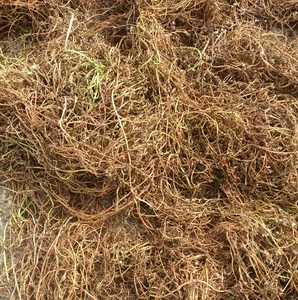 Bacopa Monnieri Premium, plante entière séchée |   Herbe Mémoire Ayurvédique |   Approvisionnement en gros en provenance d'Inde - Product Image 4