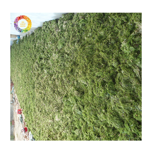 Engrais à base d'algues en vrac, poudre d'algues vertes et poudre d'algues Sargassum à l'exportation, amélioration naturelle du sol à base d'algues - Product Image 5