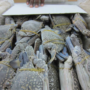 Venta al por mayor de cangrejos azules congelados - Product Image 1