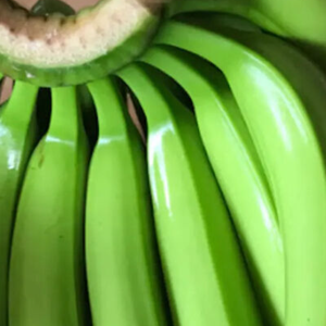 Bananes Cavendish vertes fraîches biologiques de qualité supérieure, stockage à froid, 13 kg, qualité d'exportation, provenance des Philippines - Product Image 3