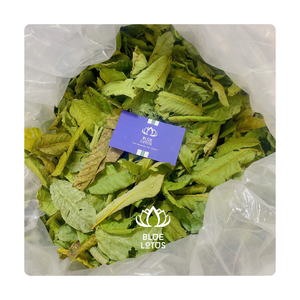 2024 DRIED GUAVA LEAF WITH HIGH QUALITY MADE IN VIET NAM PRODUCT <b>BEST</b> PRICE FROM BLUE LOTUS FARM VIET NAM - Product Image 1