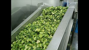 Brócoli Verde Congelado IQF Premium de Vietnam, 3-5cm, Entero, HACCP, ISO, Cosecha Fresca, Exportación a Granel (Ms. Reina) - Product Image 4
