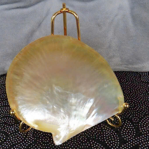 Hermosa concha marina pulida | Placa de concha de nácar para decoración de lujo y diseño de arte - Product Image 6