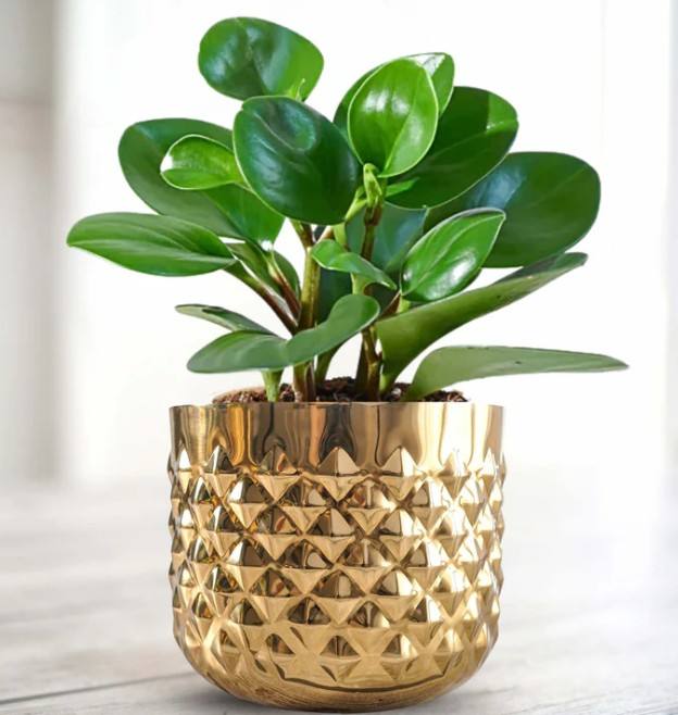 ตามที่แสดง