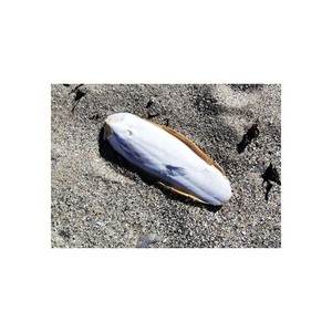 กระดูกปลาหมึกที่ปลอดภัยและเป็นธรรมชาติสำหรับสุขภาพนกขายส่ง - Product Image 2