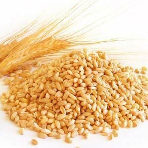 Proveedor al por Mayor que Vende Trigo/Grano de Trigo 100% Orgánico de Primera Calidad a Bajo Precio de Mercado - Product Image 5