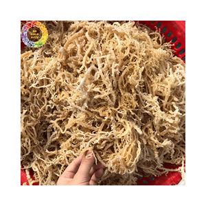 Musgo de mar púrpura seco salvaje, algas de musgo irlandés sin sal para gel de musgo de mar, Eucheuma Cottonii, bolsa de 25kg - Product Image 2