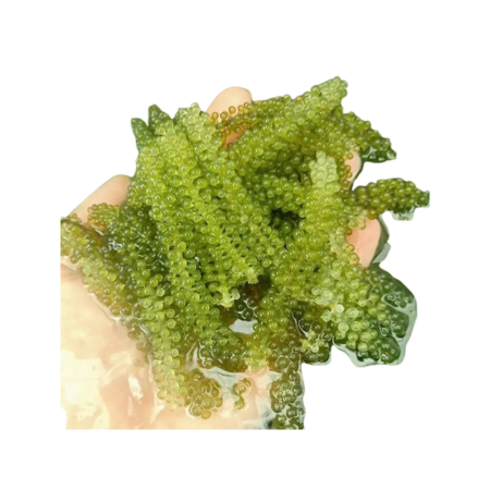 THE BEST CHOICE - FRESH SEA GRAPES/ GREEN CAVIAR/ DEHYDRATED SEAWEED FROM VIETNAM HIGH QUALITY DELICIOUS 100% NATURAL