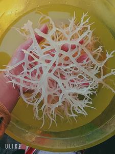 สาหร่ายโนริ (Eucheuma Cottonii) คุณภาพสูงจากอากินะ - คุณภาพดีที่สุด ไม่ใส่เกลือ สด อบแห้ง บรรจุถุงขายส่ง ราคาแข่งขัน - Product Image 3