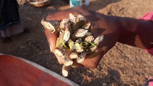 Rizomas de Acorus Calamus Secos, Rizomas de Acorus Dulce Secos - Product Image 2