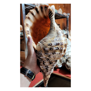 Trumpet Seashell: Vietnam Large <b>Queen</b> Conch Trumpet Seashell, Ideal for Bold Home Decor and Eye-Catching Display Accessories - Product Image 1