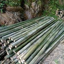 Postes de bambú prémium, precios al por mayor, directo de fábrica de Vietnam - Product Image 3