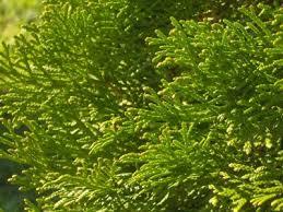 100% aceite esencial de hoja de cedro certificado puro y natural para aromaterapia con precio bajo y exportador a granel de alta calidad de la India - Product Image 4