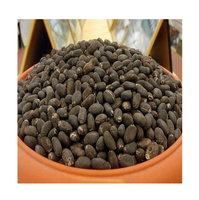 Graines de Jatropha Biologiques Séchées Naturelles de Qualité Supérieure Vente en Gros Grade Supérieur Haute Qualité Jatropha Propre Maturé Extraction d'Huile Culture