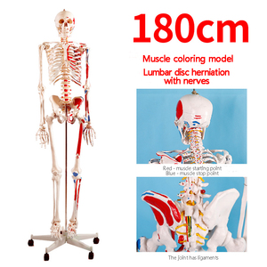 A1002 Modèle de squelette humain de 180cm avec muscle coloré et ligament Modèle d'anatomie squelettique Corps humain Décorations d'Halloween - Product Image 4