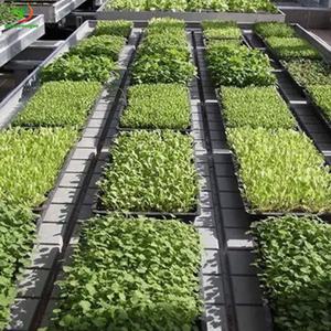 72 105 128 plateau <span class=keywords><strong>de</strong></span> semis <span class=keywords><strong>de</strong></span> cellules <span class=keywords><strong>de</strong></span> plantes pour tomate, <span class=keywords><strong>graines</strong></span>, brocoli, tulipe, germination végétale - Product Image 3