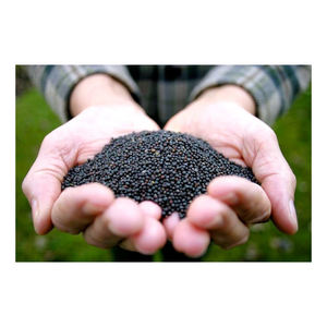 Semillas de canola premium disponibles para la venta para compradores y procesadores internacionales - Product Image 4