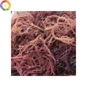 Eucheuma cottonii เจลมอสทะเลทำจากสาหร่ายสาหร่ายป่า - Product Image 3