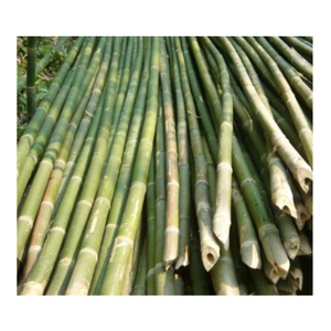 Gran oferta, postes de bambú rectos grandes, varios tamaños para la decoración del hogar y la construcción, las materias primas de bambú más vendidas - Product Image 4