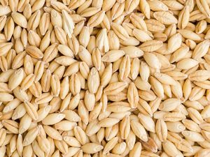 Granos de Cebada Desgranada Premium/Semillas de Cebada para Alimentación Animal, Proceso FD, Sudáfrica, 12 Meses de Vida Útil, Mejor Precio en Venta - Product Image 6
