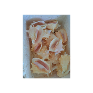 Coquilles d'huîtres naturelles pour les projets d'aménagement paysager de paillis de jardin et les améliorations écologiques du sol - Product Image 6