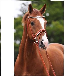 Brida de caballo de cuero real, brida de caballo de cuero real personalizada, fabricantes que venden brida de caballo de cuero genuino, genuina - Product Image 4