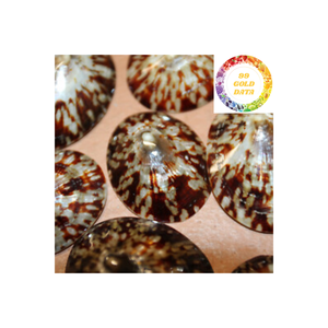 Conchas de Lapa de calidad de exportación de Vietnam para decoración costera de Arte de concha hecha a mano y accesorios de acuario - Product Image 6