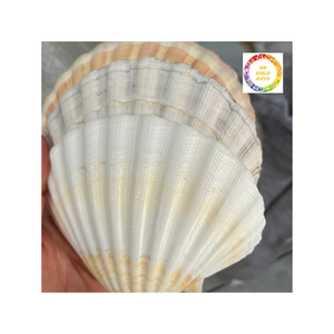 Conchas vieiras Premium de Vietnam recogidas a mano y limpiadas perfectas para decoración artesanal o eventos costeros - Product Image 1