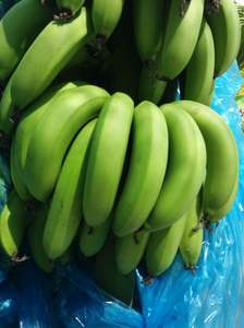 Vietnam fruits frais cavendish banane à vendre 100% naturel biologique-Exportateur direct - Product Image 4