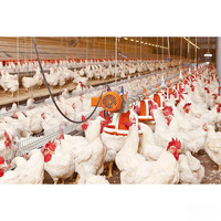 Gallinero Moderno de Acero Galvanizado con Diseño de Granja Avícola y Sistema Automatizado para la Prevención de la Gripe Aviar y Baja Mortalidad
