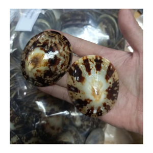 Coquille décorative pour les emballages de cadeaux et le style de la maison par le fournisseur vietnamien 99 Gold Data Limpet Shell - Product Image 1