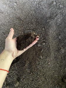 Vermicompost natural para agricultura | Suministro al por mayor | Entrega rápida en todo el mundo - Product Image 2