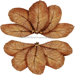 Hojas de Almendro Indio Silvestre (Terminilia Catappa) de Atlantic Beach, 32 Hojas, Grado Alimenticio, para Té - Product Image 5